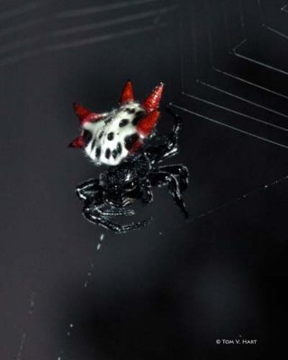 Crablike Spiny Orb Weaver Spider III 9-1-08
