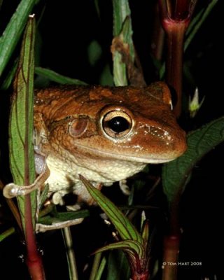 Cuban Tree Frog 8-9-08