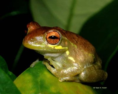 Frog 9-2-08
