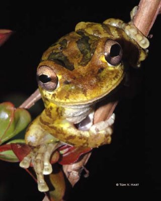 Frog III 9-2-08