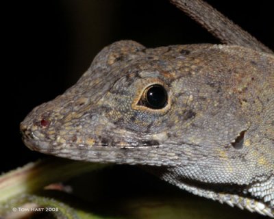 Lizard Close-up 8-24-08