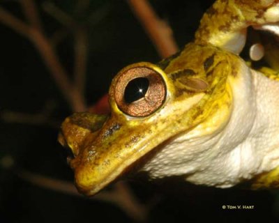 Tree Frog 9-2-08