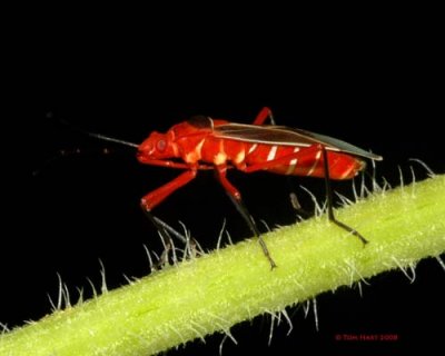 Assassin Bug II 8-1-2008
