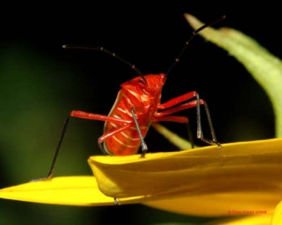 Assassin Bug III 8-1-2008