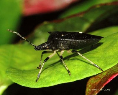 Black Soldier Bug 8-24-08