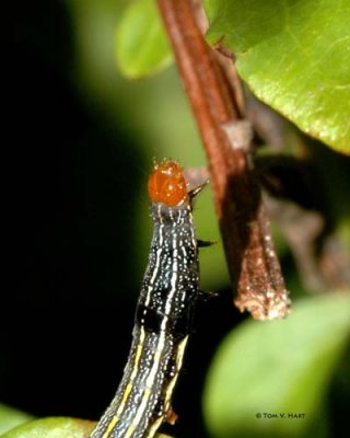 Misc. Insects