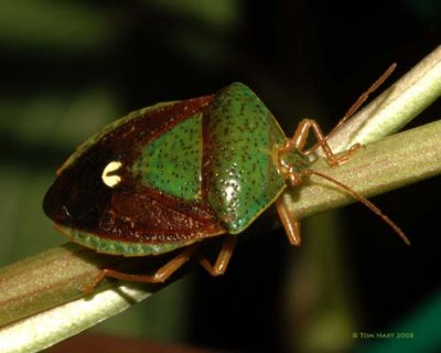 Green Stinkbug 8-2-2008