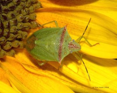 Green Stinkbug 8-9-08