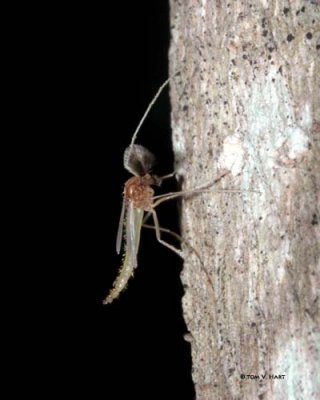 Mosquito 9-2-08