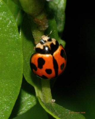 Nine Spotted Ladybug 7-30-2008