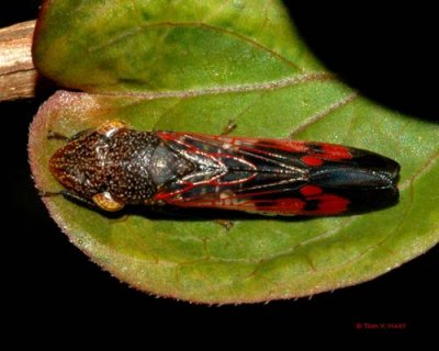 Red & Black Leafhopper 8-31-08