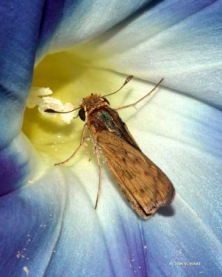 Butterfies & Moths