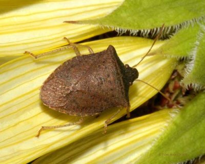 Soldier Bug 8-6-2008