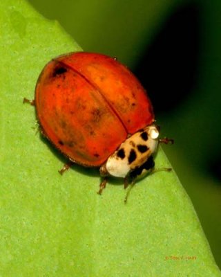 Spotless Ladybug 8-31-08