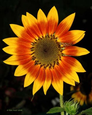 Blanket Flowers
