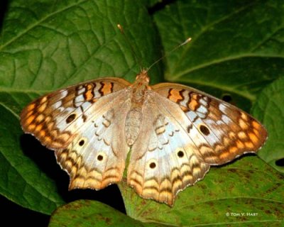Butterfies & Moths