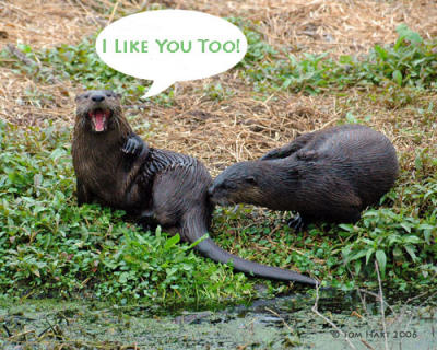 I like You Too!