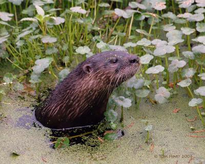 Nosy Otter II