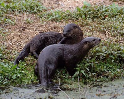 Otter Love