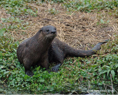 Otter