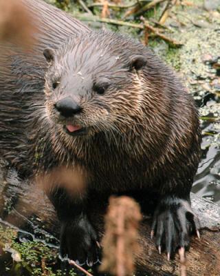 Otters