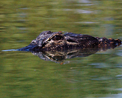 Gator 2-28.jpg
