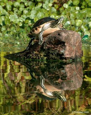 Turtle Reflection.jpg