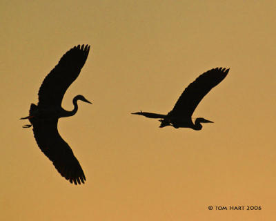 g3/00/645400/3/56939930.SpecialTimesOfTheDayGreatBlueHeronsNestingSquabbleII.jpg