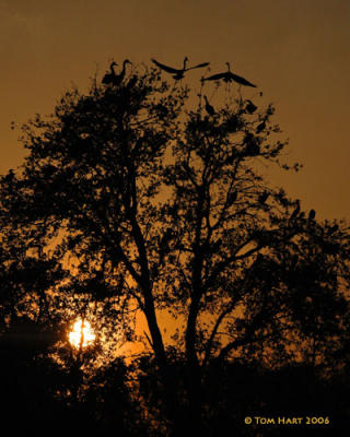 g3/00/645400/3/56939931.SpecialTimesOfTheDayGreatBlueHeronsNestingSquabbleIII.jpg