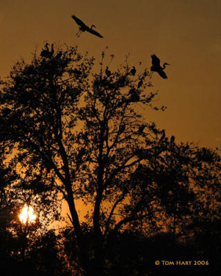 g3/00/645400/3/56939933.SpecialTimesOfTheDayGreatBlueHeronsNestingSquabbleV.jpg