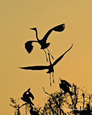 g3/00/645400/3/56939934.SpecialTimesOfTheDayGreatBlueHeronsNestingSquabble.jpg