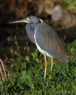 Louisiana Heron II