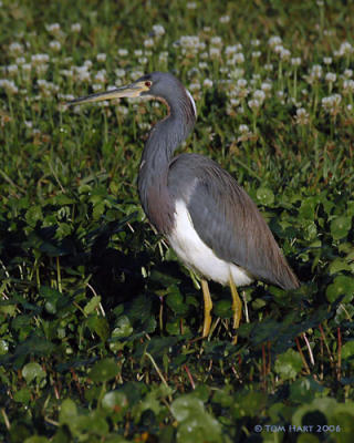 Louisiana Heron V