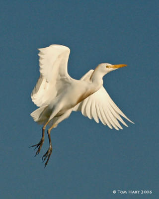 Egret Flight 3-6.jpg