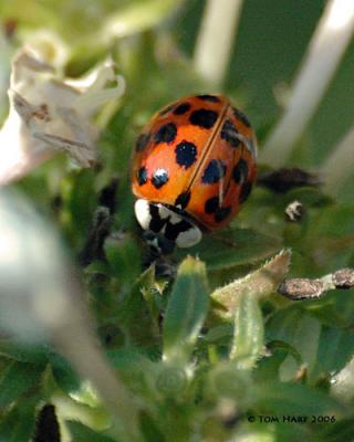 Beetles & Ladybugs