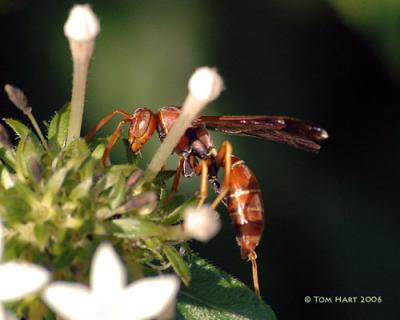 Bees & Wasp