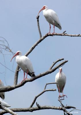 Ibis Roost