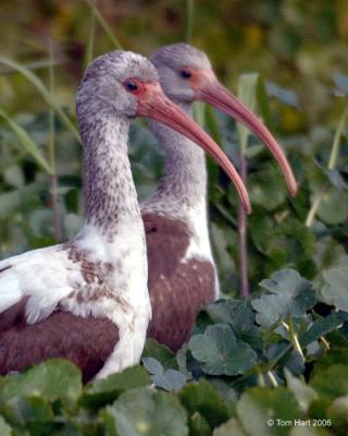 Two Ibis Immature