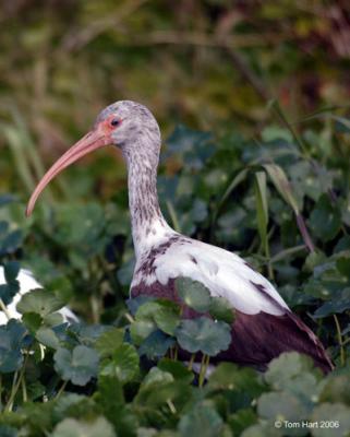 Young Ibis