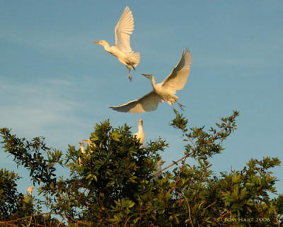 2 Egret Flight