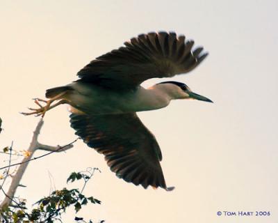 Black Crown Night Heron Flight