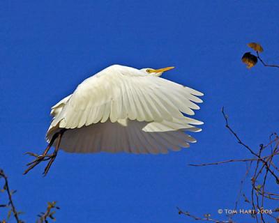 Egret Flight II