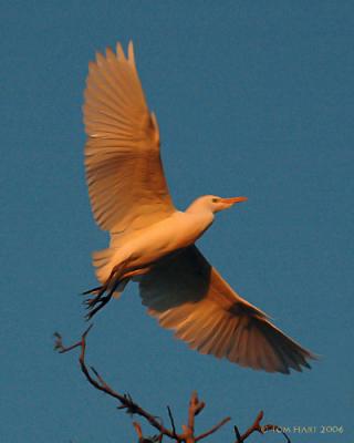 Egret Flight Sunrise