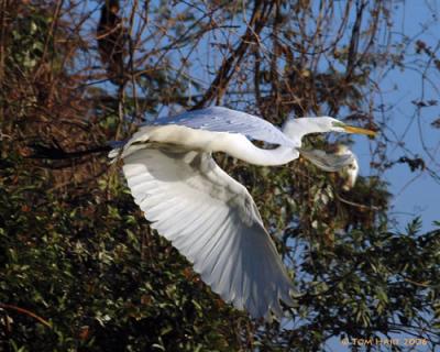 Egret Flight