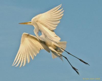 Egret In Flight III