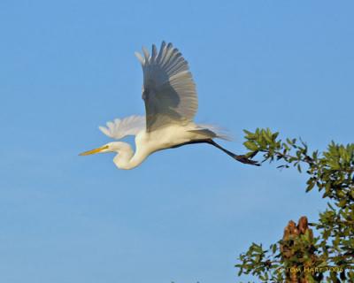 Egret in Flight II