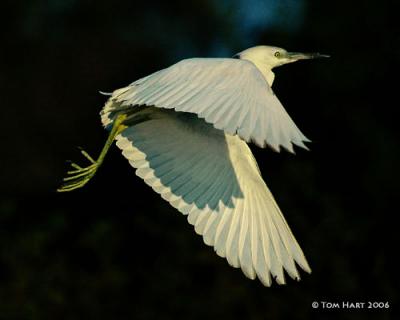 Flying Little Blue Heron-Immature 3-5