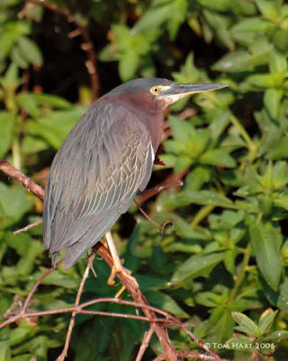 g3/00/645400/3/56970804.37GreenHeron37.jpg