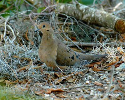 Morning Dove 3-7.jpg