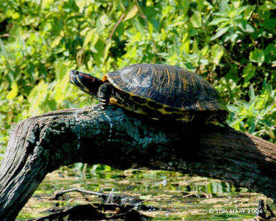Turtle 3-7.jpg